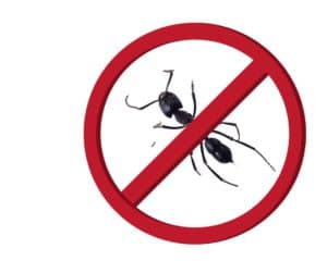 stop ants in the home